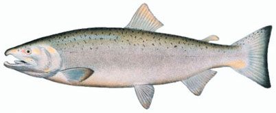 Muskegon Coho Salmon